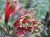 Alstroemeria psittacina 'Royal Star'
