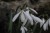 Galanthus nivalis 'Angelique'