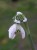 Galanthus nivalis 'Bagpuize Virginia'