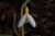 Galanthus plicatus subsp plicatus 'Bill Clark'