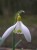 Galanthus nivalis 'Chrome Yellow'