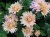 Chrysanthemum 'Esther'