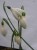 Galanthus nivalis 'Creme Anglaise'