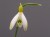 Galanthus nivalis 'Ecusson d'Or'