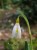 Galanthus nivalis 'Ecusson d'Or'