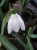 Galanthus nivalis 'Flocon De Neige'