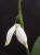 Galanthus elwesii 'Kencot Ivy'