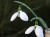 Galanthus elwesii 'Kyre Park'