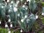 Galanthus elwesii 'Kyre Park'