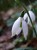 Galanthus ikariae 'Chandler's Green Tip'