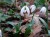 Galanthus ikariae 'Chandler's Green Tip'