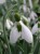 Galanthus 'Uncle Dick'