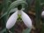 Galanthus elwesii 'Cross Eyes'