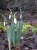 Galanthus elwesii 'Fred's Giant'
