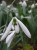 Galanthus elwesii 'Kencot Kali'