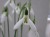 Galanthus elwesii 'Peter Gatehouse'