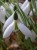 Galanthus elwesii 'Peter Gatehouse'
