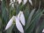 Galanthus elwesii 'Sibbertoft Magnet''