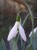 Galanthus elwesii 'Sibbertoft Magnet''