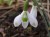 Galanthus nivalis 'Angelfley'