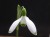 Galanthus nivalis 'Green Light'