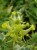 Linaria vulgaris 'Peloria'