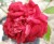 Rosa x odorata 'Semperflorens' Syn. Miss Wilmott's double crimson china
