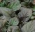Ajuga reptans 'Catlin's Giant'
