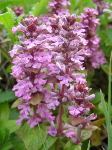 Ajuga reptans 'Julia'