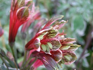 Alstroemeria psittacina 'Royal Star'