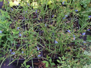 Commelina dianthifolia 'Sapphirino'