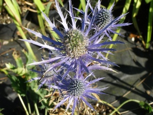 Eryngium 'Forncett Ultra'