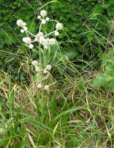 Eryngium eburneum