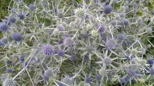 Eryngium tripartitum