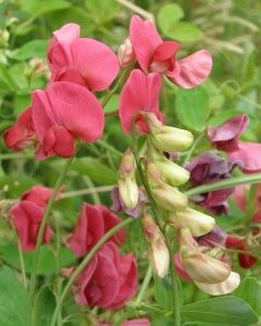 Lathyrus rotundifolius 'Tillyperone'