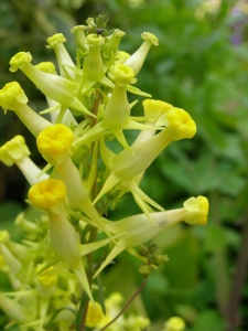 Linaria vulgaris 'Peloria'