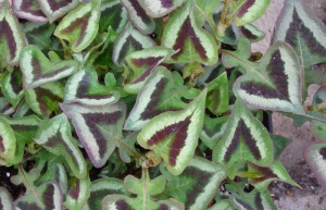 Persicaria microcephala 'Purple Fantasy'