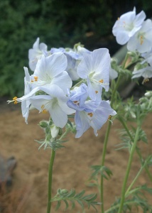 Polemonium 'Idylle'