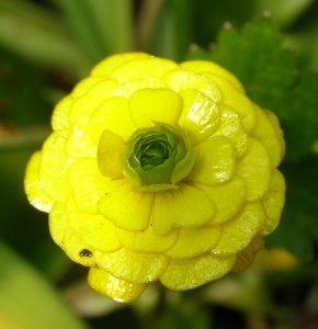 Ranunculus repens 'Timothy Clark'