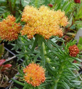 Rhodiola kirilowii