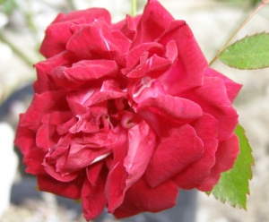 Rosa x odorata 'Semperflorens' Syn. Miss Wilmott's double crimson china