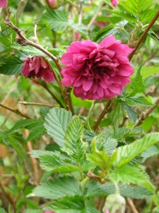 Rubus spectabilis 'Olympic Double'