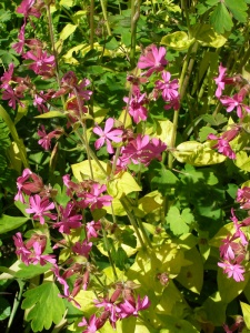 Silene dioica 'Ray's Golden'