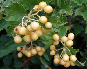 Viburnum opulus 'Xanthocarpum Compactum'