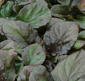 Ajuga reptans 'Catlin's Giant'