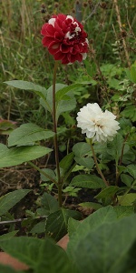 Dahlia 'York and Lancaster'