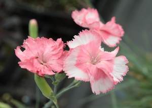 Dianthus 'Old Square Eyes'