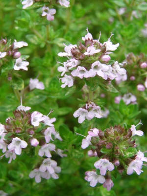 Thymus x citriodorus 'Lime' monksilvernursery.co.uk