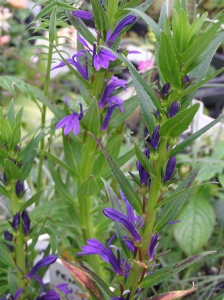 Lobelia sessilifolia