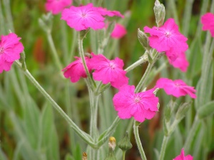 Lychnis x walkeri 'Hill Grounds'